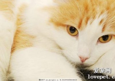 猫咪贫血的快速补血食疗方法有哪些？缩略图