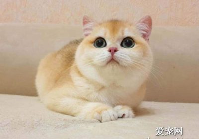 三个月龄猫咪的理想饮食选择：探讨鸡胸肉作为猫咪食物的利与弊缩略图