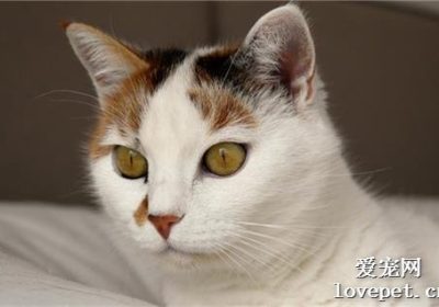 猫驱虫药是否需要空腹服用？缩略图