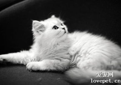 猫妈妈初次分娩后的幼崽存活率 以及它们需度过多少天危险期？缩略图