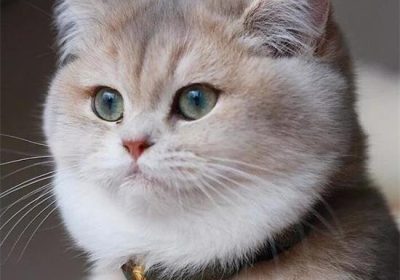 公猫与母猫的性格对比缩略图