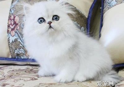 猫咪换牙期间通常会减少进食多久？缩略图