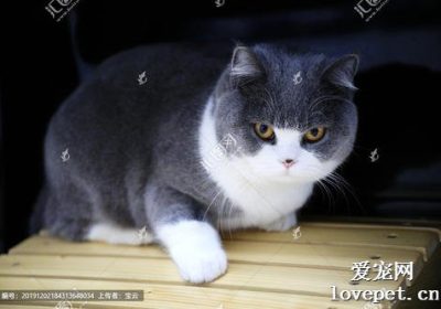 室内温度对英短的重要性缩略图