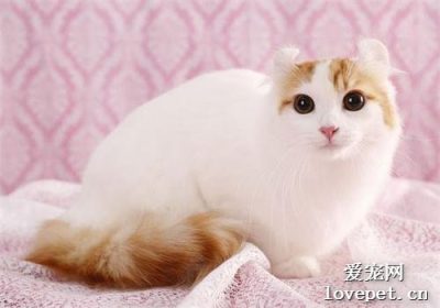 猫感染寄生虫的迹象有哪些？缩略图