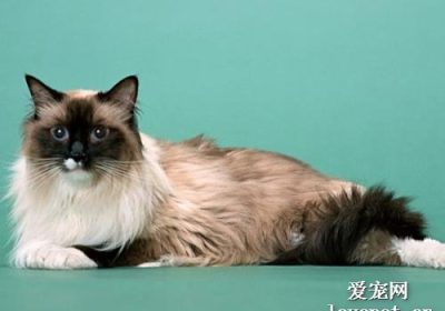 为何猫咪频繁使用猫砂盆？缩略图