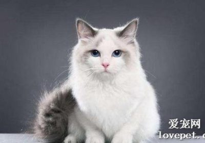 治疗猫结石的药物有哪些效果？缩略图