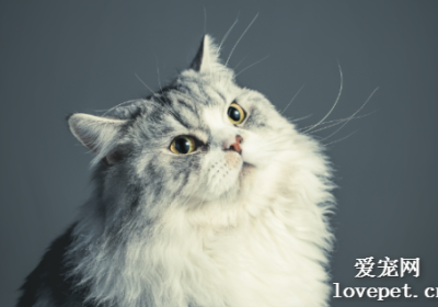 如何处理小猫的感冒问题？缩略图
