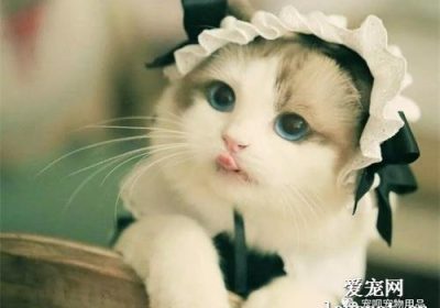 猫的近亲能否进行繁殖？缩略图