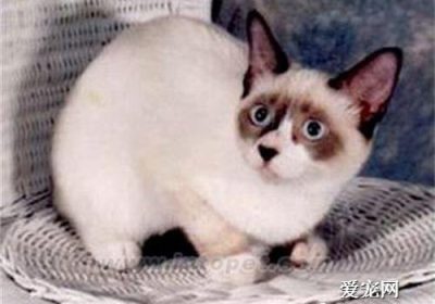 雪鞋猫的售价是多少？缩略图
