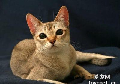 新加坡猫的售价如何？缩略图