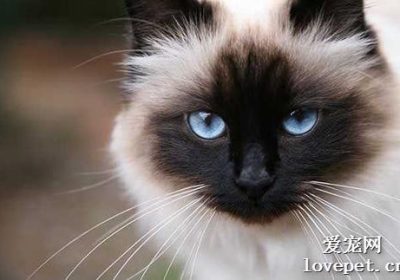 5种最不吵闹的猫咪品种缩略图