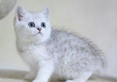 怀孕期间能否抚摸家猫？缩略图