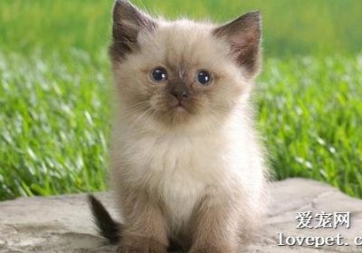 猫咪打嗝的缓解方法有哪些？缩略图