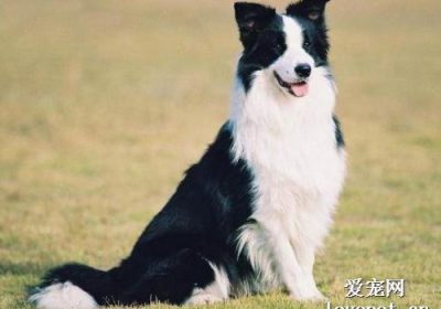 如何在家中为边境牧羊犬进行洗澡流程缩略图