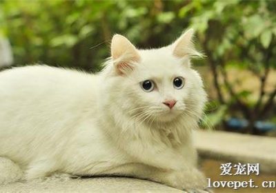 猫咪产生皮屑的可能因素有哪些？缩略图