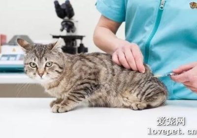 何时应为小猫接种疫苗最佳？缩略图
