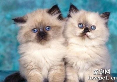 如何应对夜晚不入睡的猫咪？缩略图