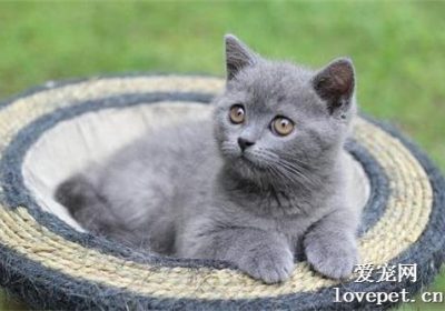 蓝猫来自于哪个国家的品种？缩略图