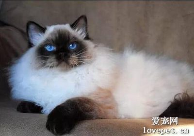 区分重点色布偶猫与暹罗猫的要点缩略图