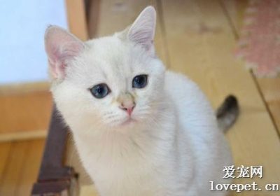 英短与美短能否进行交配？缩略图