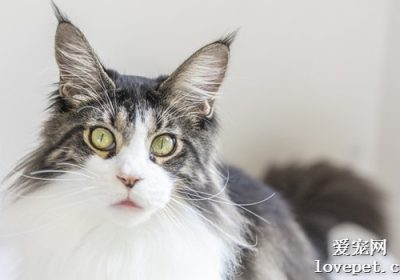比较长毛狸花猫与缅因猫的差异缩略图