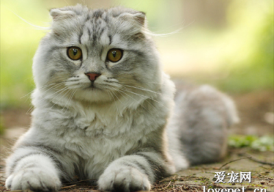 高地猫的遗传性疾病有哪些？缩略图