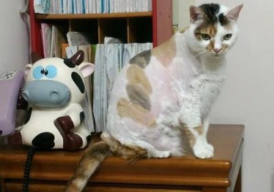 三色长毛猫属于哪种品种？缩略图