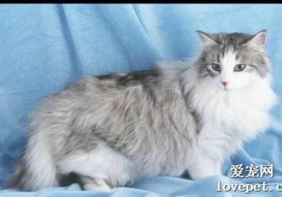 挪威森林猫与长毛田园猫的对比分析缩略图