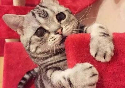 如何让你的猫咪在独自在家时享受更多乐趣？缩略图