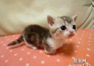 猫咪打喷嚏的原因与治疗方法有哪些？缩略图