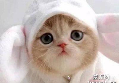 猫咪出血的原因及应对措施有哪些？缩略图