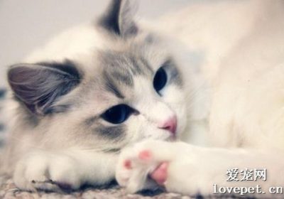为什么猫咪眼角分泌物增多？缩略图
