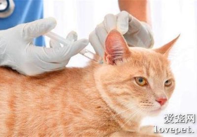 猫咪是否需要接种狂犬病疫苗？适宜接种年龄是何时？缩略图