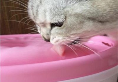 猫咪每日适宜饮水量是多少？缩略图