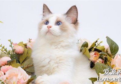 布偶猫品种详解缩略图