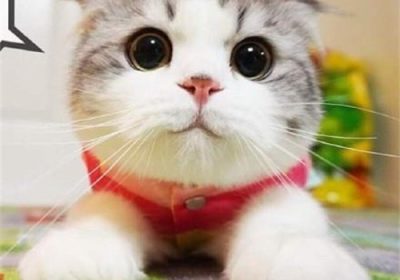 苏格兰折耳猫品种详解缩略图