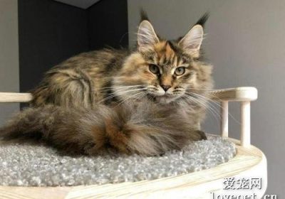 缅因库恩猫品种详解缩略图