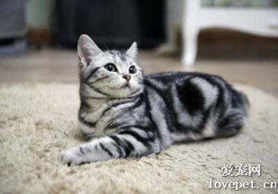 美国短毛猫品种详解缩略图