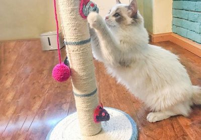 如何挑选适合猫咪抓挠的家具？缩略图