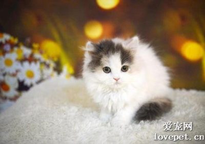 猫砂盆多久清洁一次为宜？缩略图