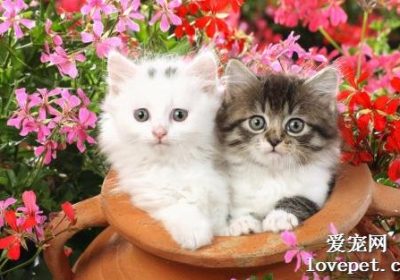 如何促进6-12周龄猫咪的健康成长？缩略图