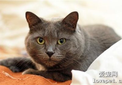 怎样消除猫尿的气味？缩略图