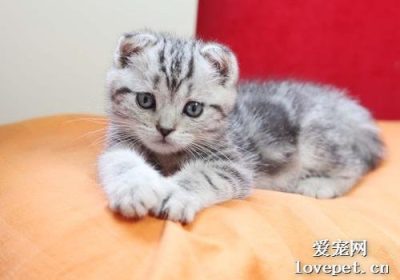 如何辨识英国短毛猫的特征？缩略图