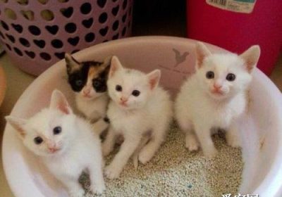 选择适合猫咪的猫砂的指南缩略图