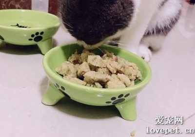 提升猫咪进食欲的食物配方缩略图