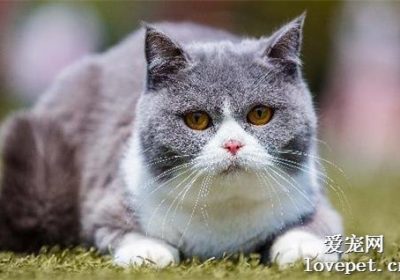 如何辨别猫咪怀孕并预测其分娩时间？缩略图