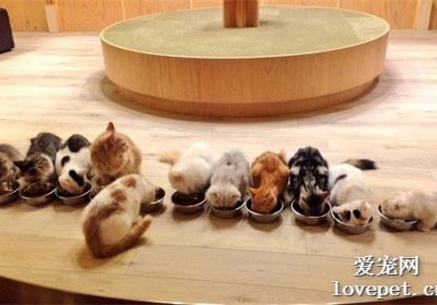 猫咪餐具与玩具的最佳清洗频率是多久？缩略图