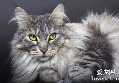 猫咪美容需遵循哪些步骤及注意事项？缩略图