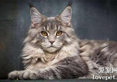 缅因猫掉毛频繁的原因是什么？缩略图