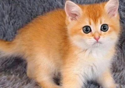 如何治疗猫咪的毛球症？缩略图
